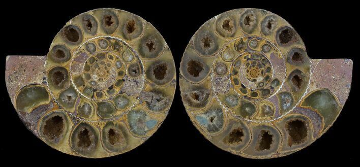 Cut & Polished Ammonite (Perisphinctes) Fossil #53862